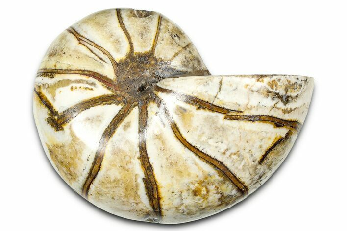 Polished Fossil Nautilus (Cymatoceras) - Madagascar #378972